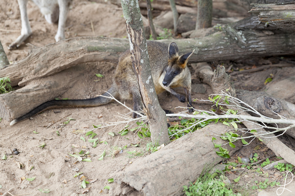 Wallaby