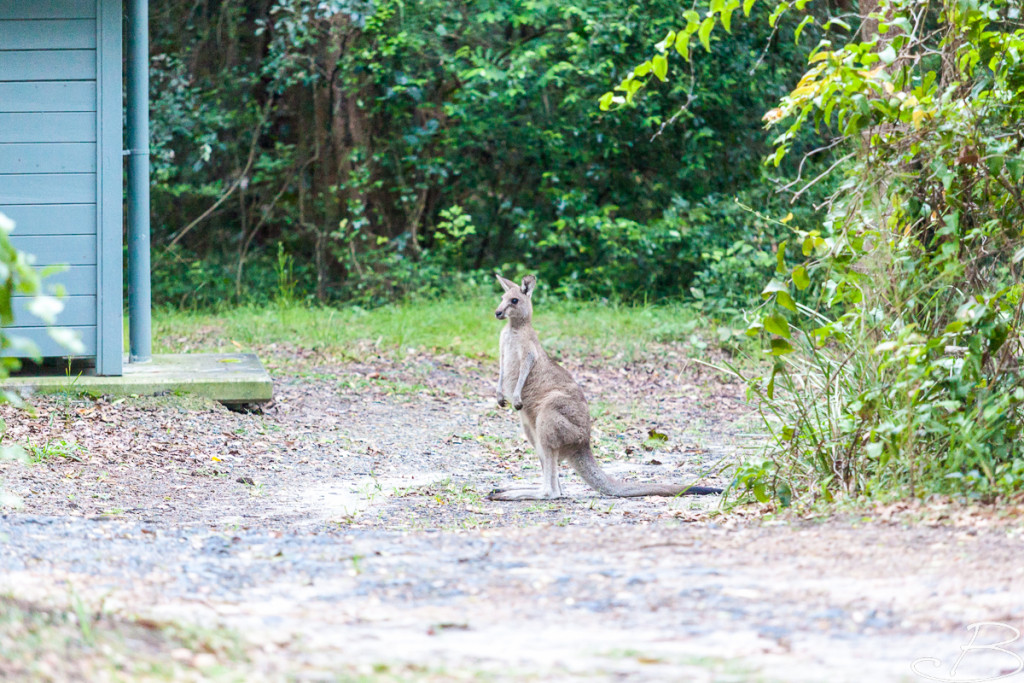 Bo_ByronBay-SouthWestRocks-44