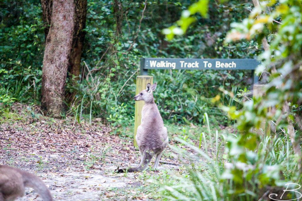 Bo_ByronBay-SouthWestRocks-45
