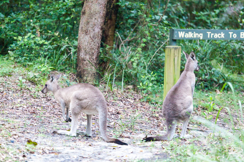 Bo_ByronBay-SouthWestRocks-46
