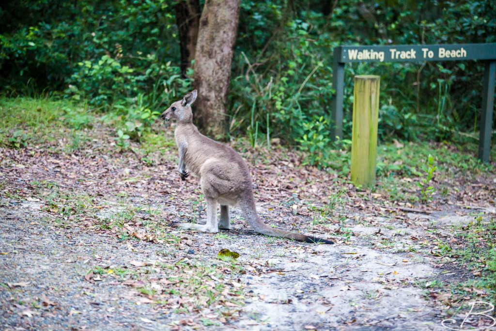 Bo_ByronBay-SouthWestRocks-49