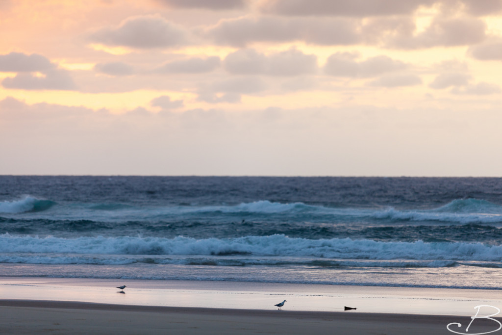 Bo_ByronBay-SouthWestRocks-8285