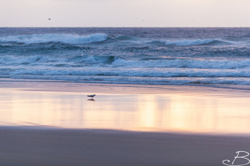 Bo_ByronBay-SouthWestRocks-8297