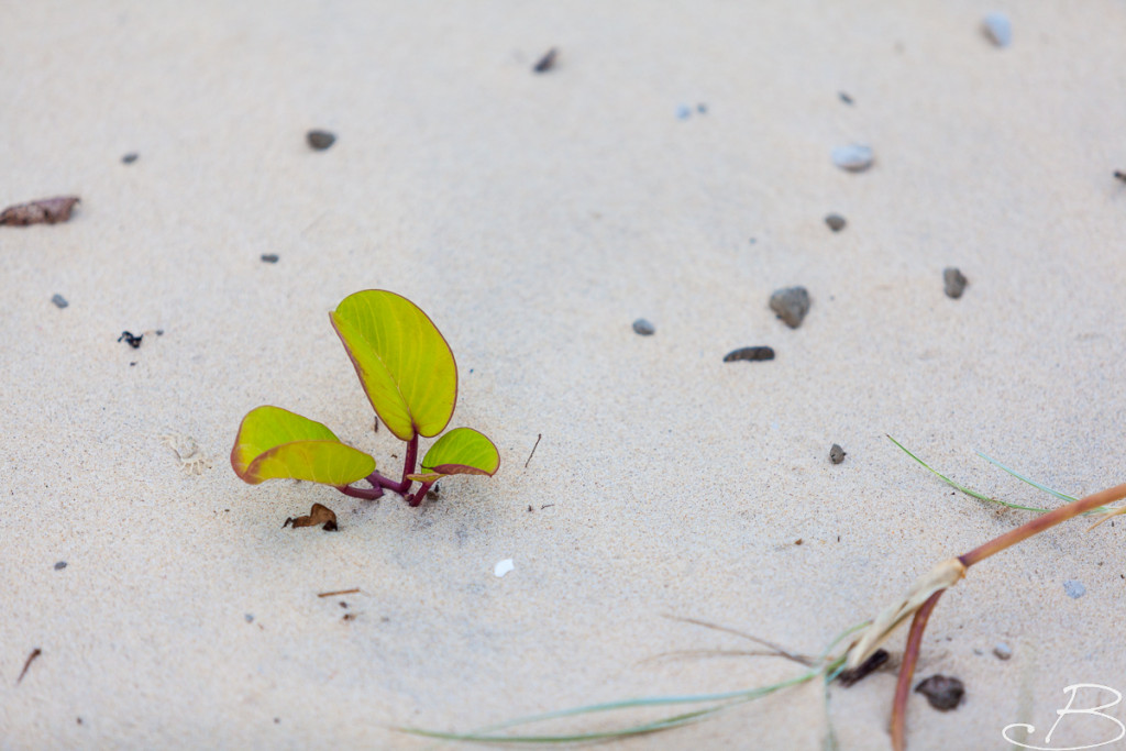 Bo_ByronBay-SouthWestRocks-8463