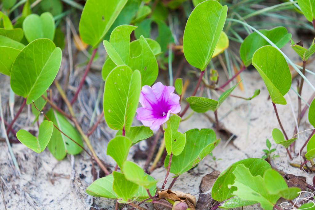Bo_ByronBay-SouthWestRocks-8465