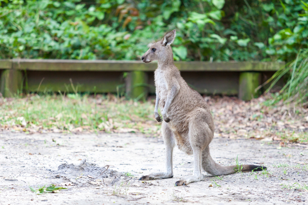 Bo_ByronBay-SouthWestRocks-8481
