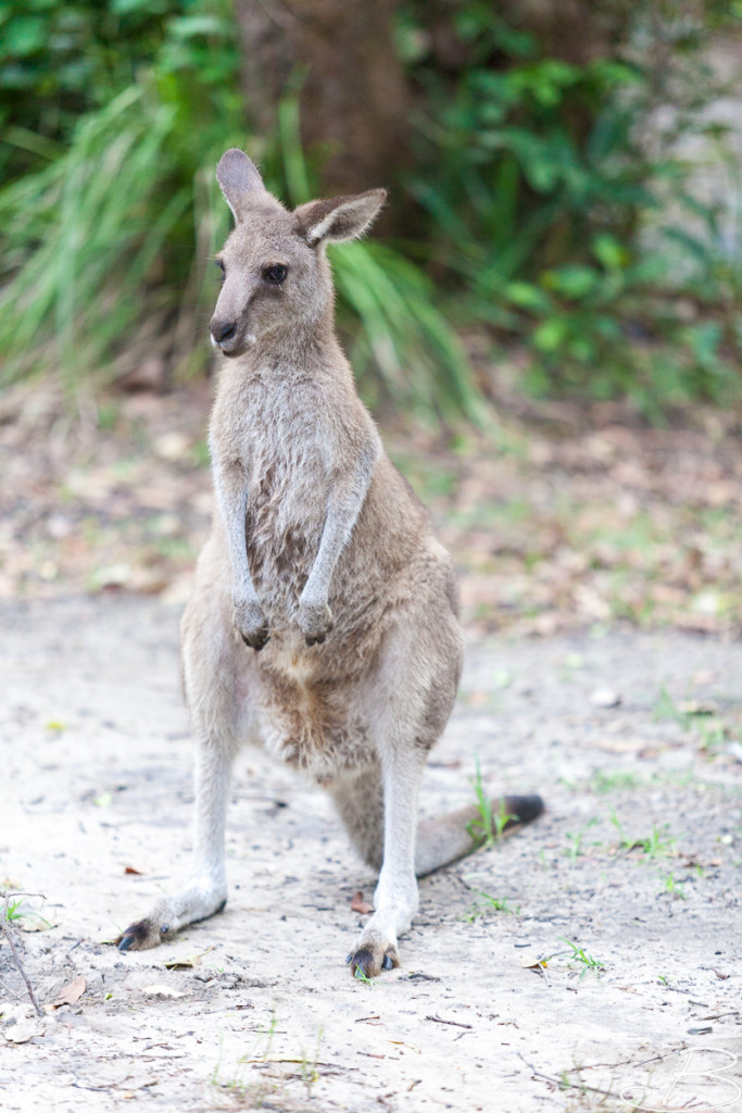 Bo_ByronBay-SouthWestRocks-8489