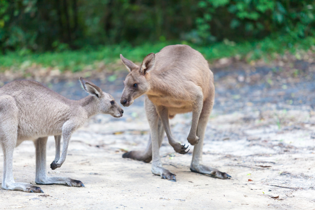Bo_ByronBay-SouthWestRocks-8493
