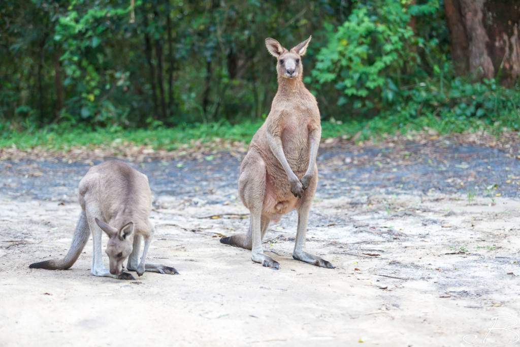 Bo_ByronBay-SouthWestRocks-8494