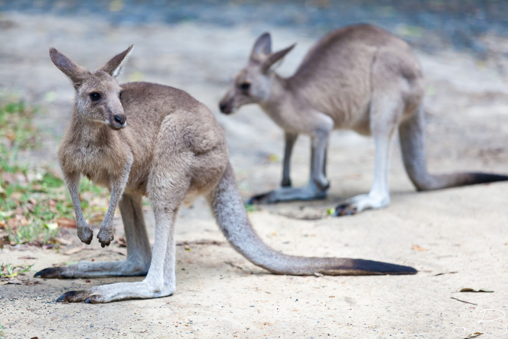 Bo_ByronBay-SouthWestRocks-8520
