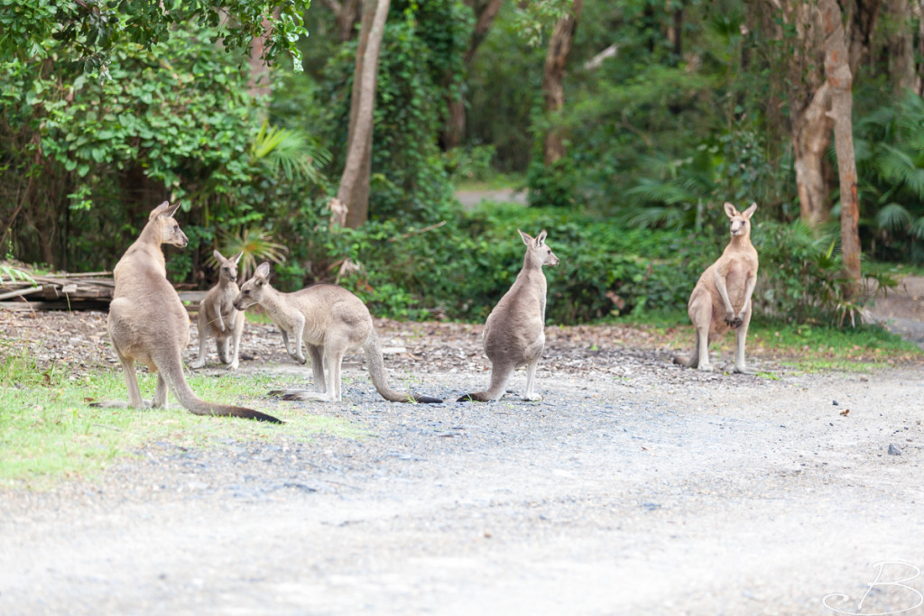 Bo_ByronBay-SouthWestRocks-8586