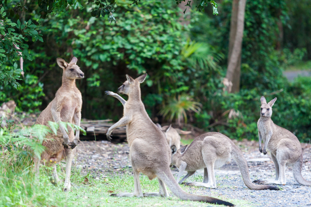 Bo_ByronBay-SouthWestRocks-8602