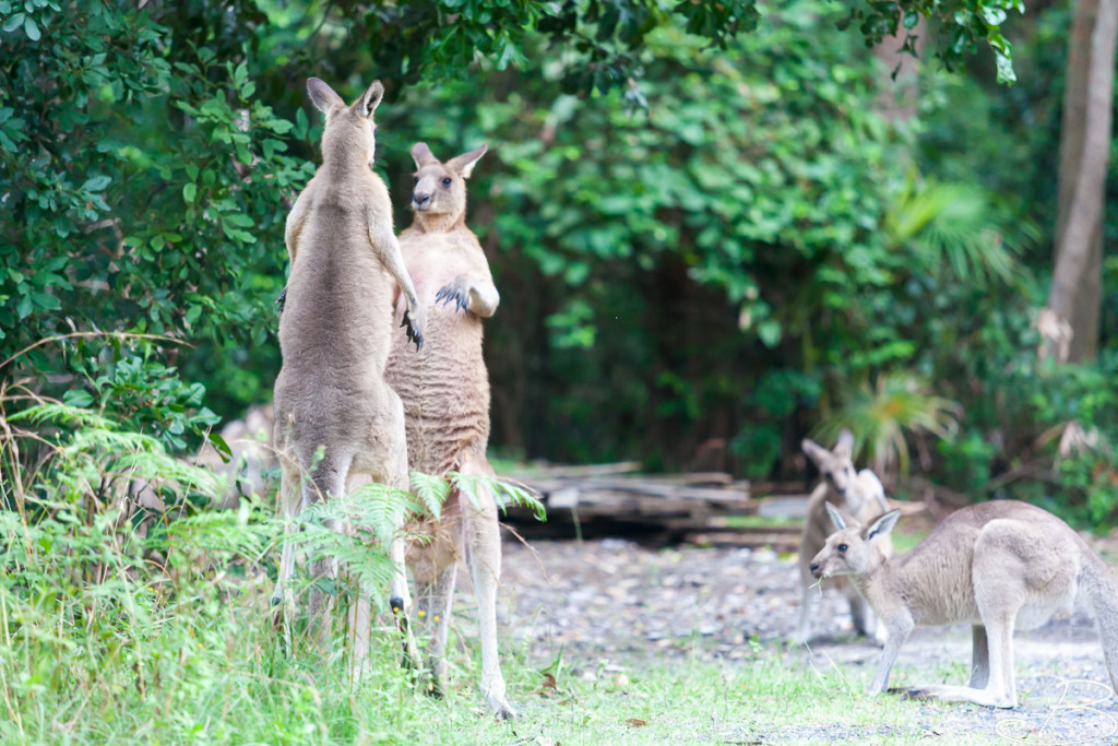 Bo_ByronBay-SouthWestRocks-8606