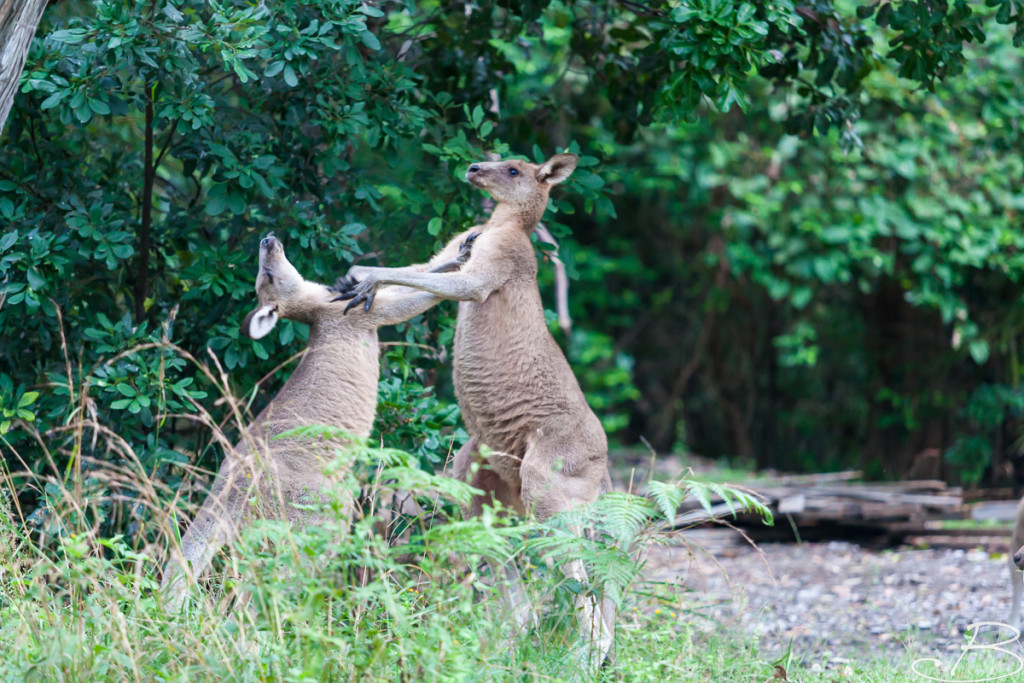 Bo_ByronBay-SouthWestRocks-8611