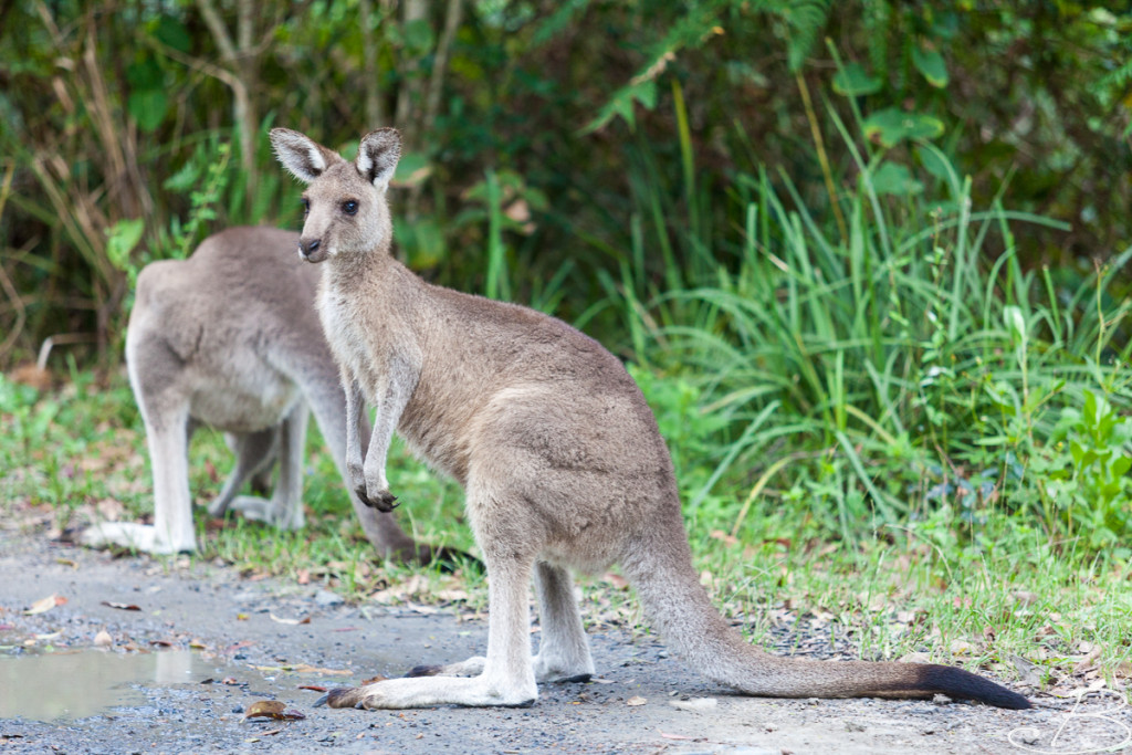 Bo_ByronBay-SouthWestRocks-8627