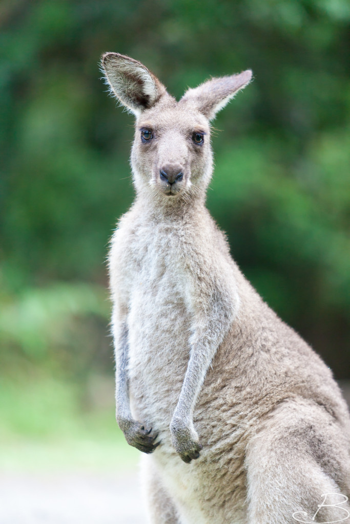 Bo_ByronBay-SouthWestRocks-8641