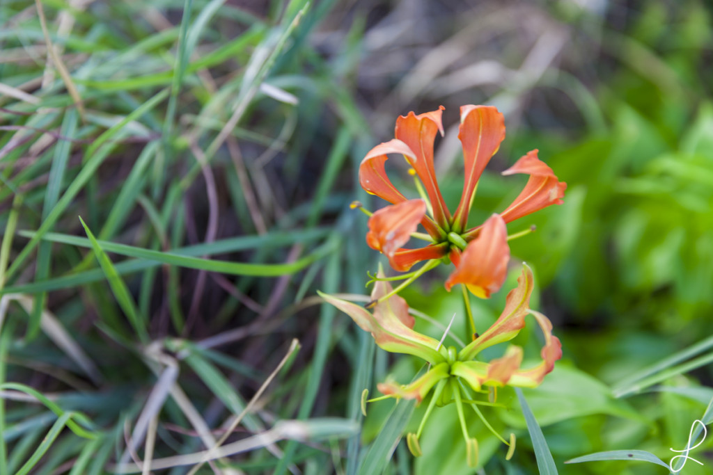 Tolle Blüte. nicht?