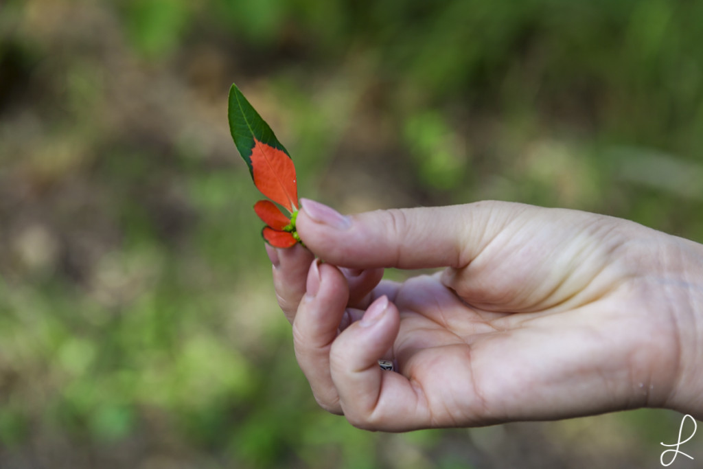 Dazu hat mir meine Mum damals was erklärt, aber leider können wir beide uns nicht mehr dran erinnern.. :( Wenn ich mich aber recht erinnere, sind diese zweifarbigen Blätter die Blüte!
