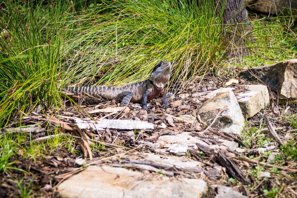 Manly-27