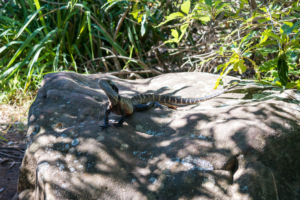 Manly-46